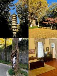 步數登頂的快樂誰懂!南京暴走一天滿是治癒感