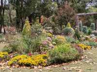 初冬暖陽下的多彩上海共青森林公園