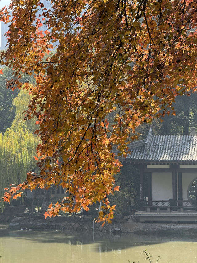 一座公園愛上一座城|我見到駱賓王詩裡的鵝 一座公園愛上一座城|我見到駱賓王詩裡的鵝