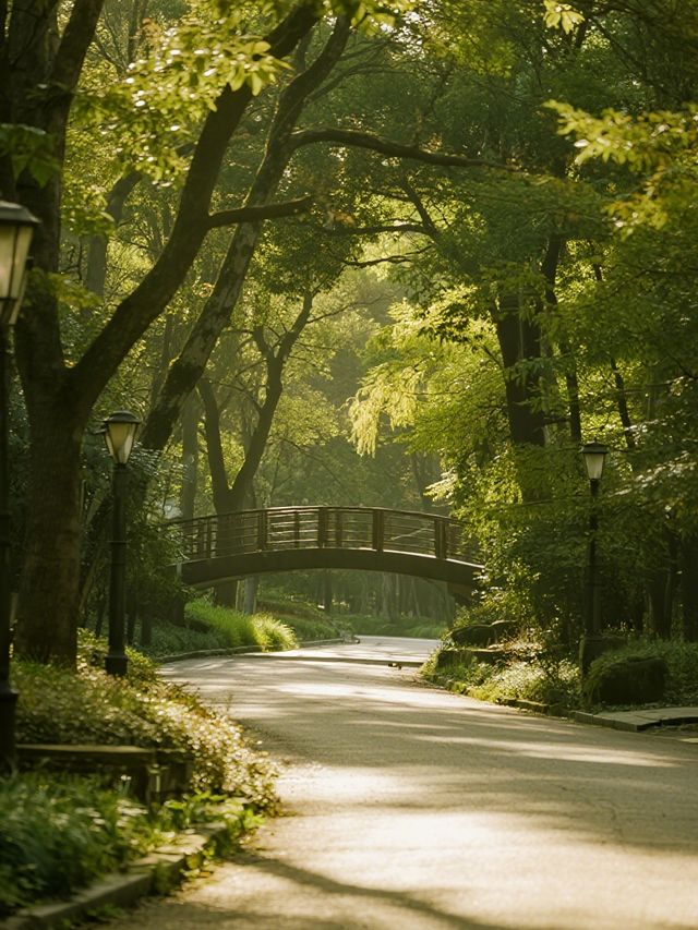 上海市區森林秘境!共青的秋冬光影拍照指南 上海市區森林秘境!共青的秋冬光影拍照指南