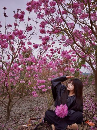 新会の紫花風鈴木がまた満開になりました!!