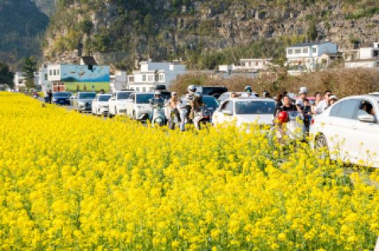 Wanfenglin Scenic Area Rapeseed Flower Check-in Guide is here