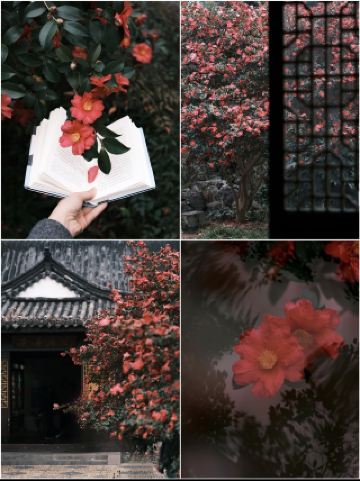 Stunning! February Must-Visit Yuehu Camellia + Fairy Tale Hotel Guide