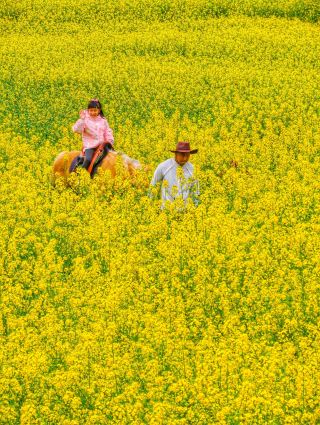 С января по март Гуанхань превращается в золотой Саньсиндуй