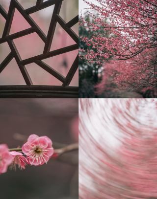 長沙必見の橘子洲頭の梅の花満開速報（絶景スポット付き）