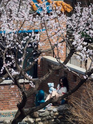 Spring Escape Plan 🫧 Lying down to enjoy the blossoms at the foot of the Great Wall