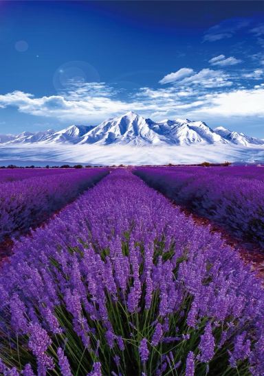 Help! The sunset at the Tianshan Flower Sea in Ili welds romance