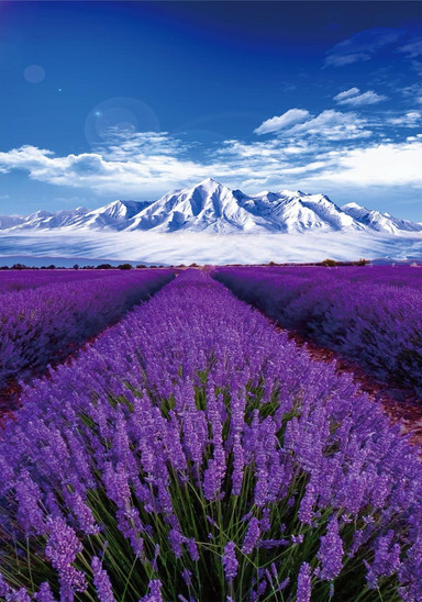 Help! The sunset at the Tianshan Flower Sea in Ili welds romance