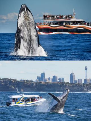 Sydney Attractions Popularity Ranking Real Version, No Disappointment