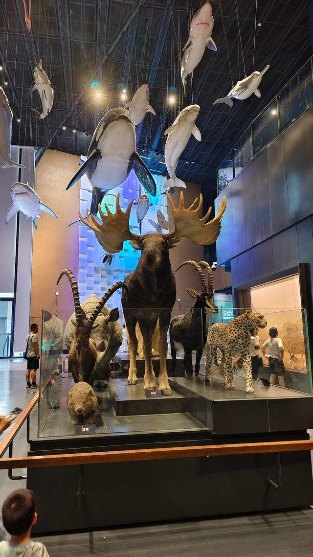 帶娃衝!保定中國古動物館(202607) 帶娃衝!保定中國古動物館(202607)