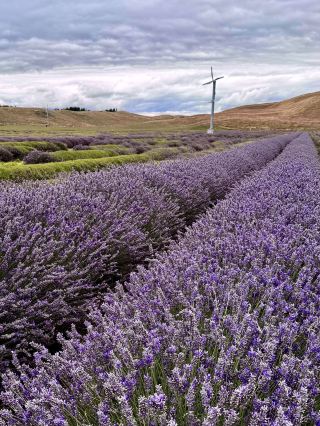New Zealand 8-day tour guide for easy travelers with no pitfalls