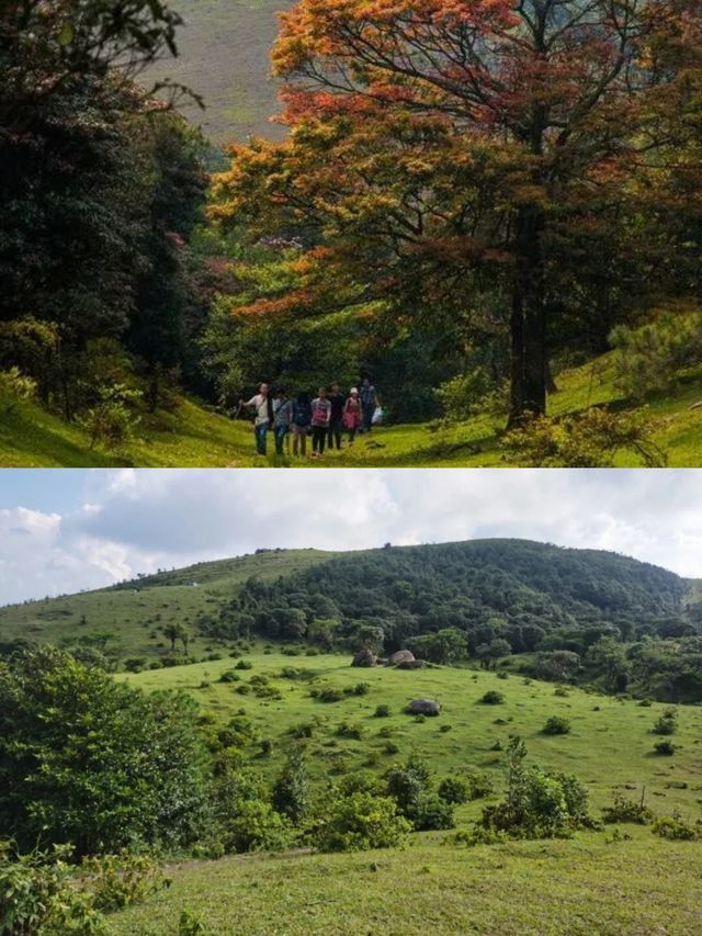 國慶遛娃寶藏地!羅定八排山免費高山草甸,帶娃徒步太治癒了!