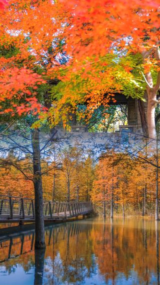 Panduan Wisata Pulau Mapel Jinshan Shanghai | Hutan Merah Tersembunyi, Trip Singkat Musim Gugur.