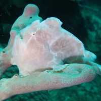 diving in white beach @bohol 