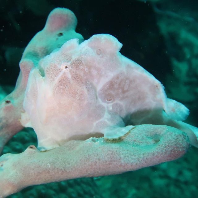 diving in white beach @bohol 