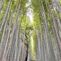 Miss Elly’s magical Arashimaya Bamboo forest.