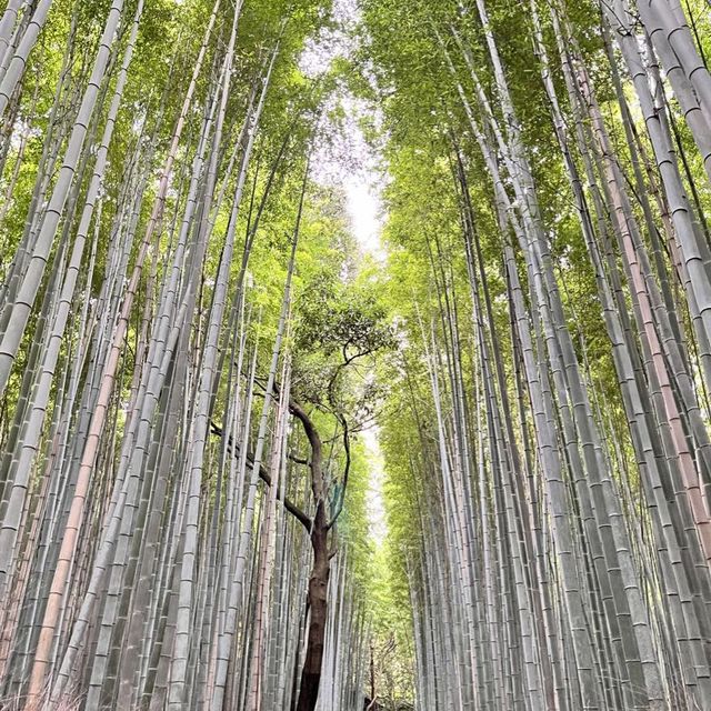Miss Elly’s magical Arashimaya Bamboo forest.