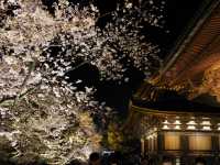 【京都市】五重塔と桜の饗宴🌸