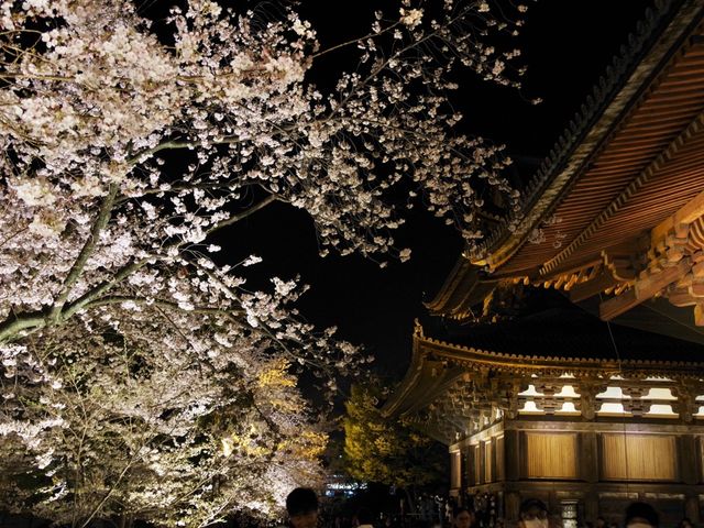 【京都市】五重塔と桜の饗宴🌸