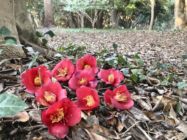 🌺동백꽃 군락으로 유명한 '여수 오동도'
