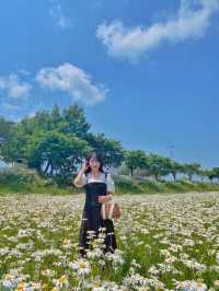 데이지꽃이 가득한 서산 용장천 🌼