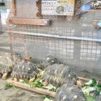 熱川バナナワニ園の動物たち