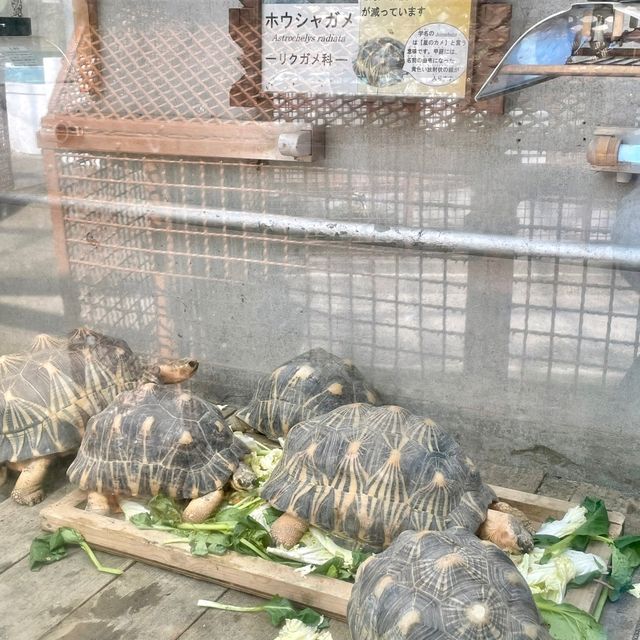 熱川バナナワニ園の動物たち