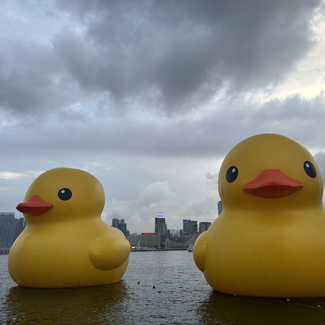 四遇鴨鴨Rubber Duck🤣