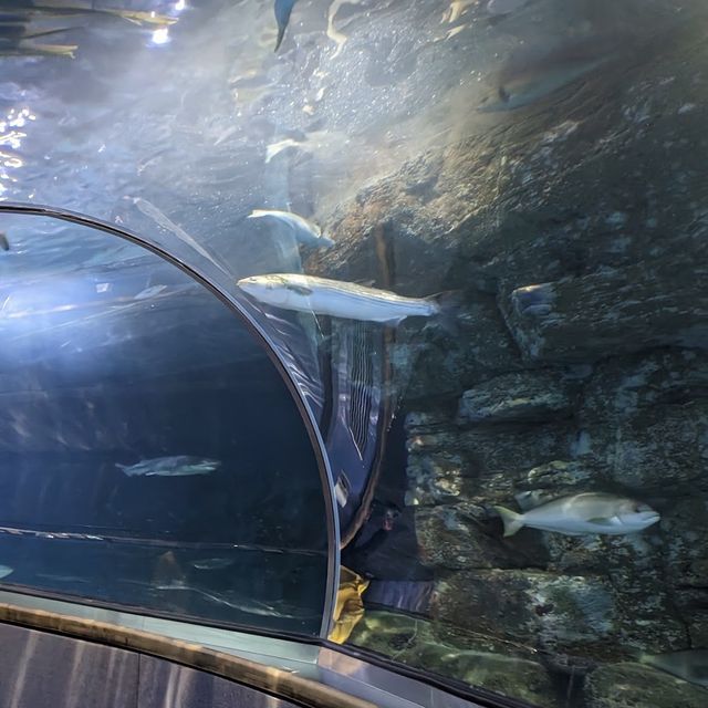 Aquarium of the bay, ซานฟรานซิสโก, อเมริกา