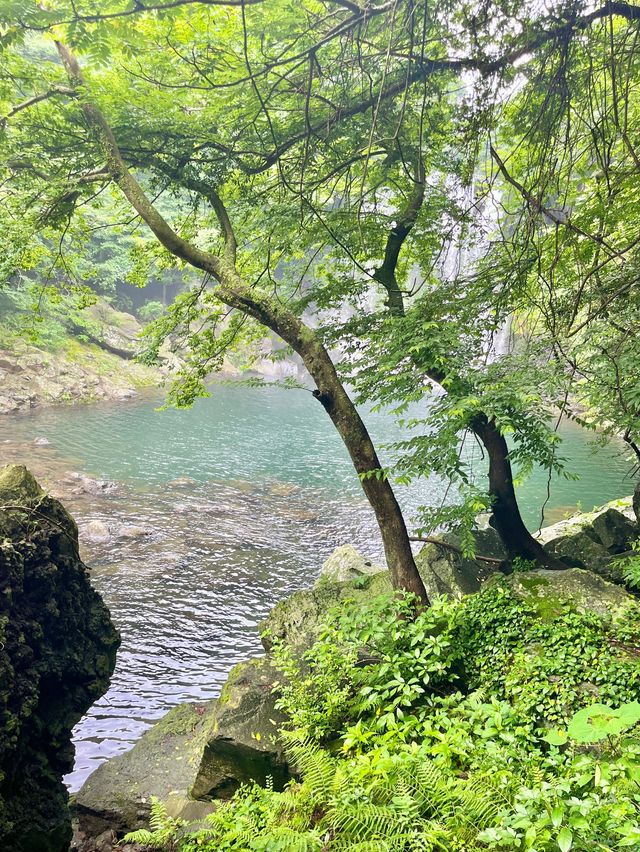 서귀포 천제연폭포💛