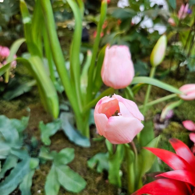 首爾浪漫🌹🌺🌷🪻唯美的「星空圖書館」🕋