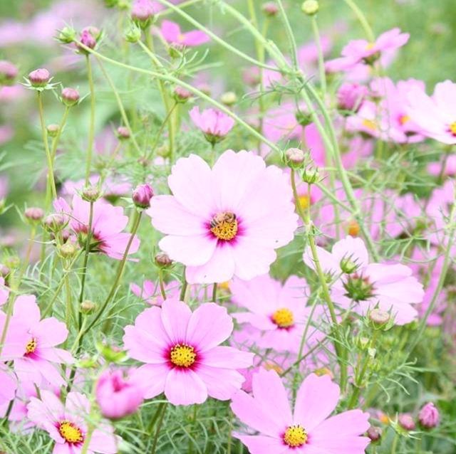 Sea of Flowers in Xinshe