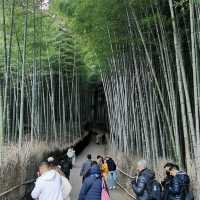 bamboo forest in kyoto