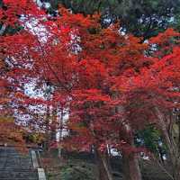 【絶景】比叡山の紅葉2023年