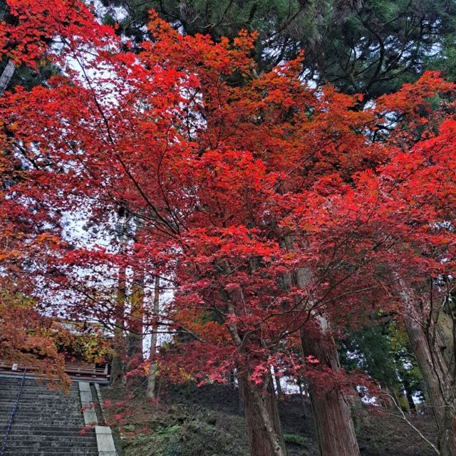 【絶景】比叡山の紅葉2023年