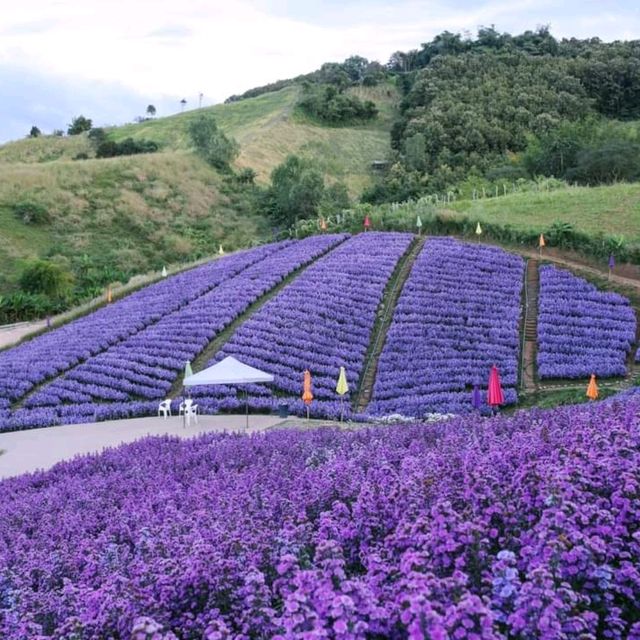 ไฮเดรนเยีย คาเฟ่ เขาค้อ - Hydrangea Cafe 
