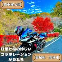 四季桜公園