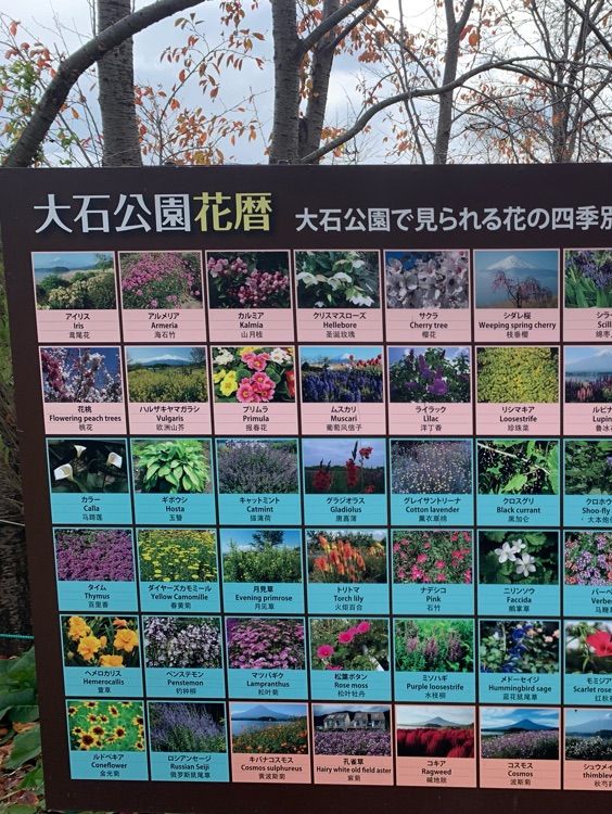 大石公園是當地最著名的花田🌸