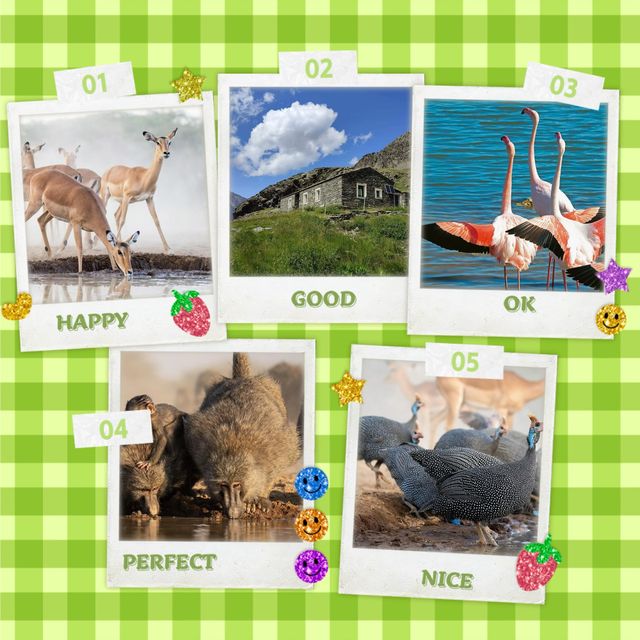 四草野生動物保護區 🐾🌿野生動物的奇妙世界 🦌🌳