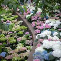Miracle of Natural..ดอกทิวลิปบานที่ระยอง
