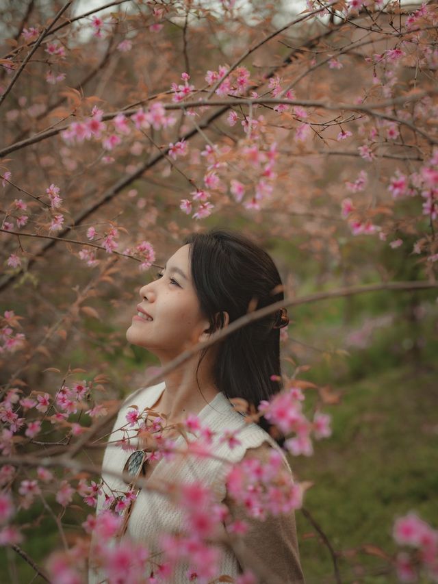 หมู่บ้านสีชมพู