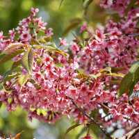 🌸  ผาซากุระ @ขุนวาง เชียงใหม่ 🌸