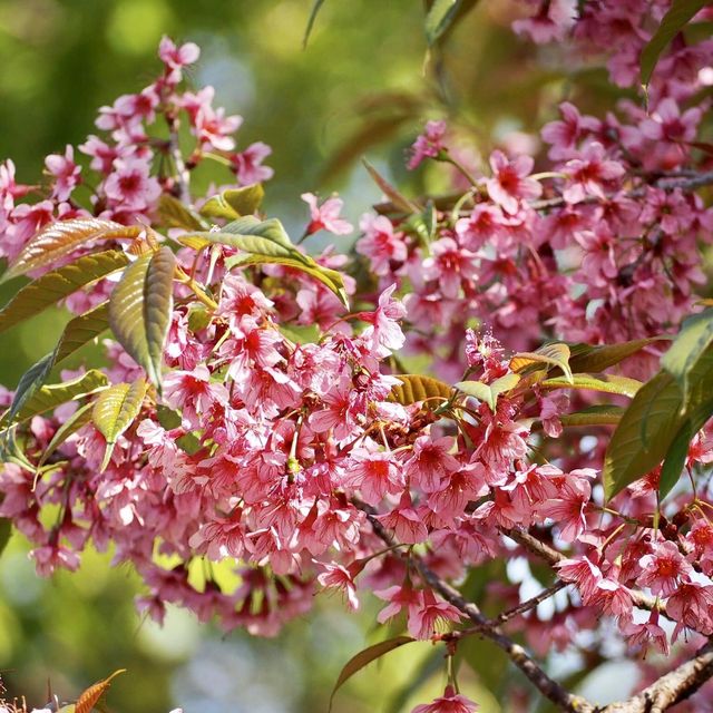 🌸  ผาซากุระ @ขุนวาง เชียงใหม่ 🌸