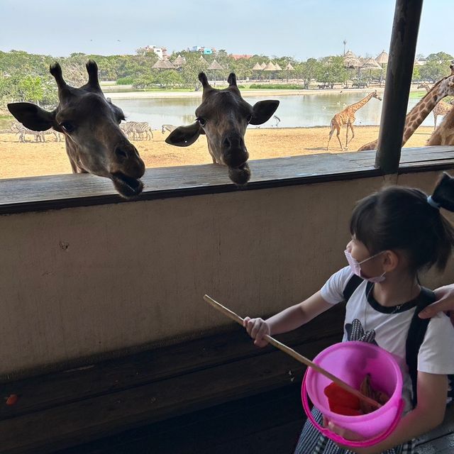 近距離跟老虎、長頸鹿和駱駝互動的超有趣動物園 🦒🐯🐫