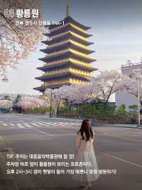 당일치기 가능한 경주 벚꽃명소 코스 🌸