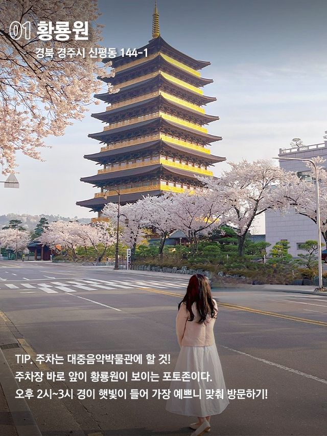 당일치기 가능한 경주 벚꽃명소 코스 🌸