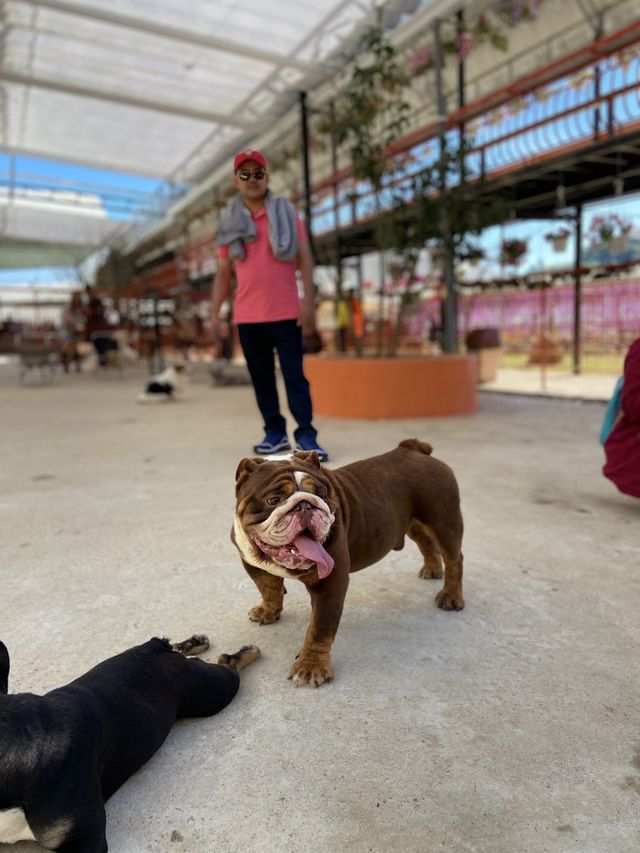Puppy farm - cutest puppies in Dalat 