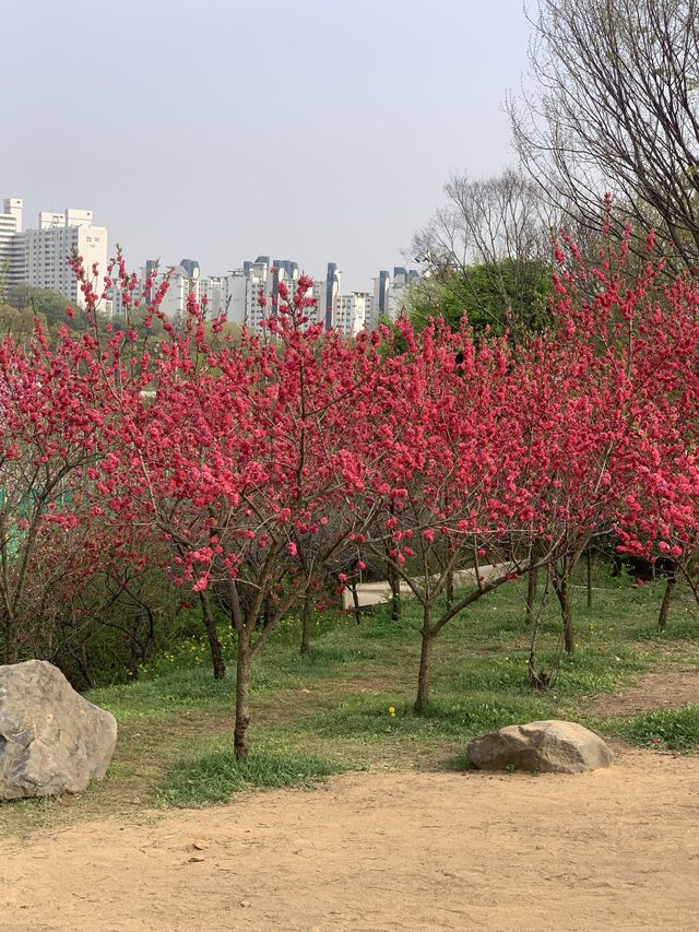 부천 3대 봄꽃축제로 유명한 복숭아 꽃축제 [부천_춘덕산 복숭아꽃축제]