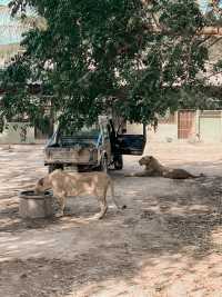 Safari Park กาญจนบุรี 