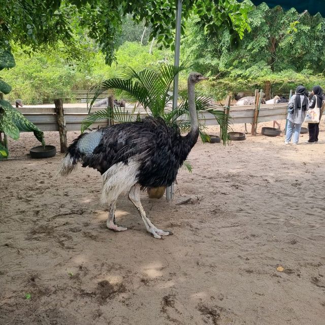 Hanging Out At Desaru Ostrich Farm